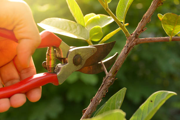 Best Fruit Tree Pruning  in USA